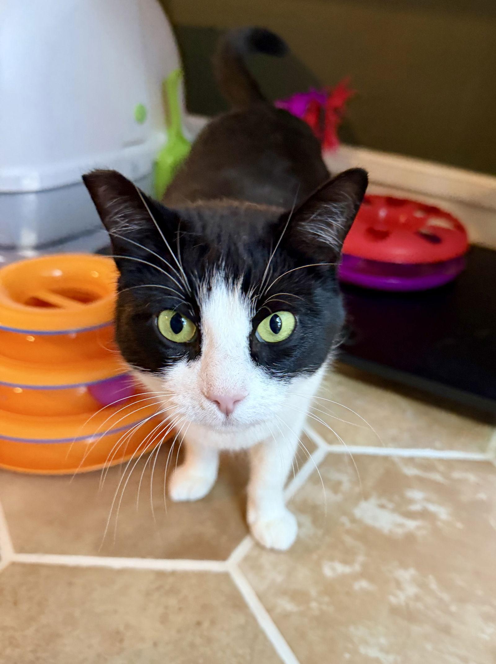 Hailee, Adoptable, Young Female Domestic Short Hair & Tuxedo.