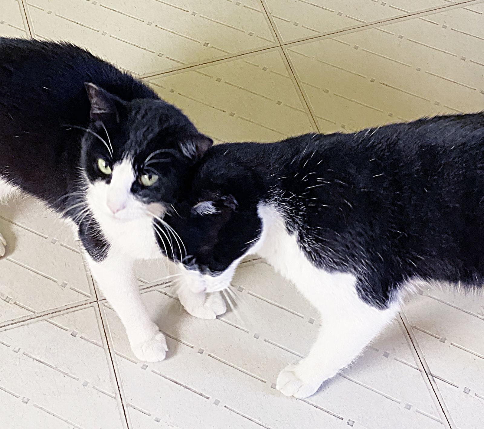 Hailee, Adoptable, Young Female Domestic Short Hair & Tuxedo.