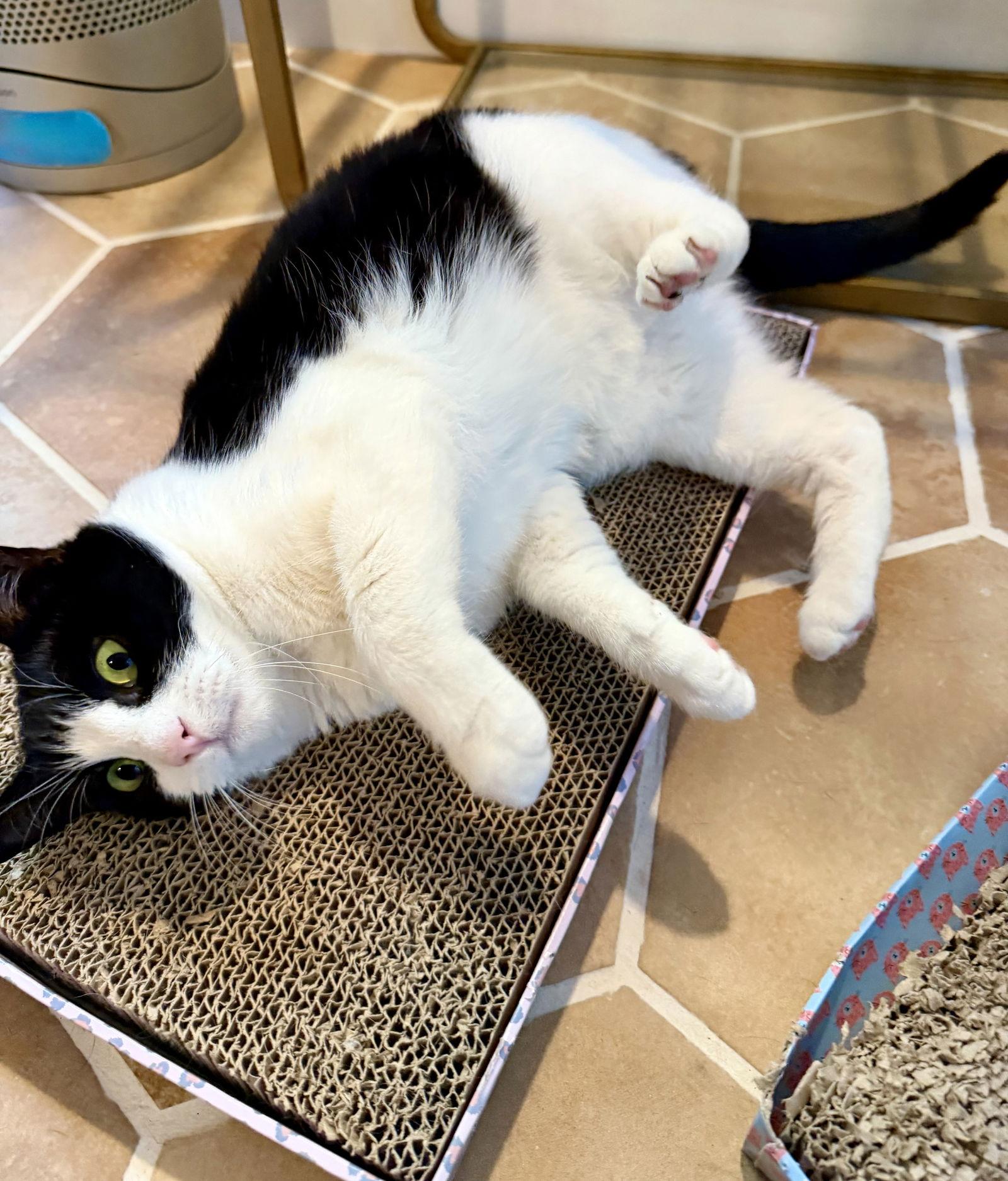 Enlarge Hailee, a Adoptable mixed breed in Alameda, CA image 2/3