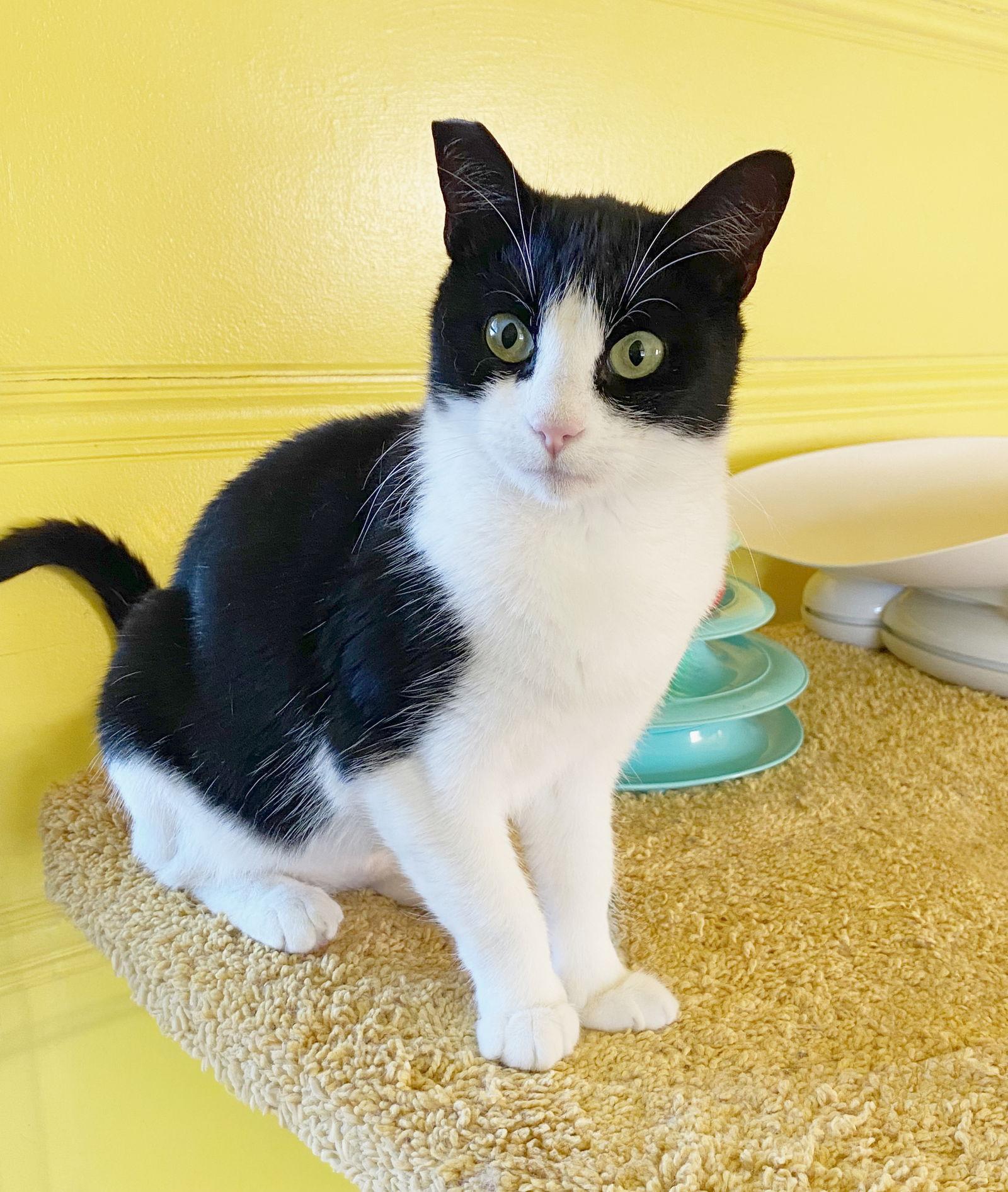 Enlarge Hailee, a Adoptable mixed breed in Alameda, CA image 2/3