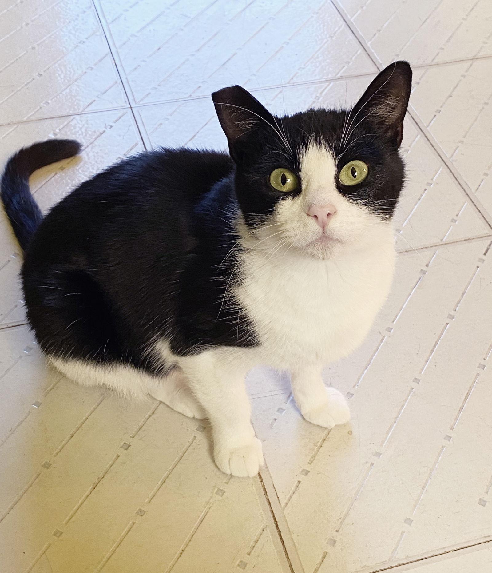 Enlarge Hailee, a Adoptable mixed breed in Alameda, CA image 3/3