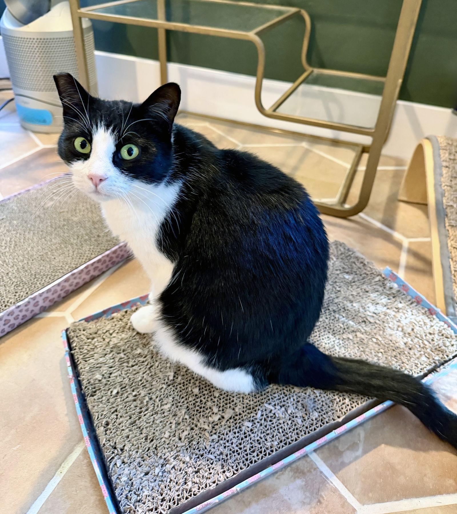 Enlarge Hailee, a Adoptable mixed breed in Alameda, CA image 3/3