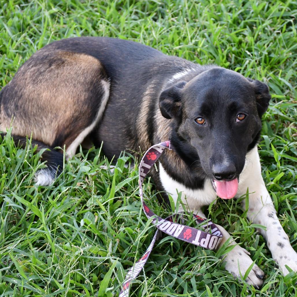 Sonya, a Adoptable Bluetick Coonhound in Beaumont, TX image 2/6