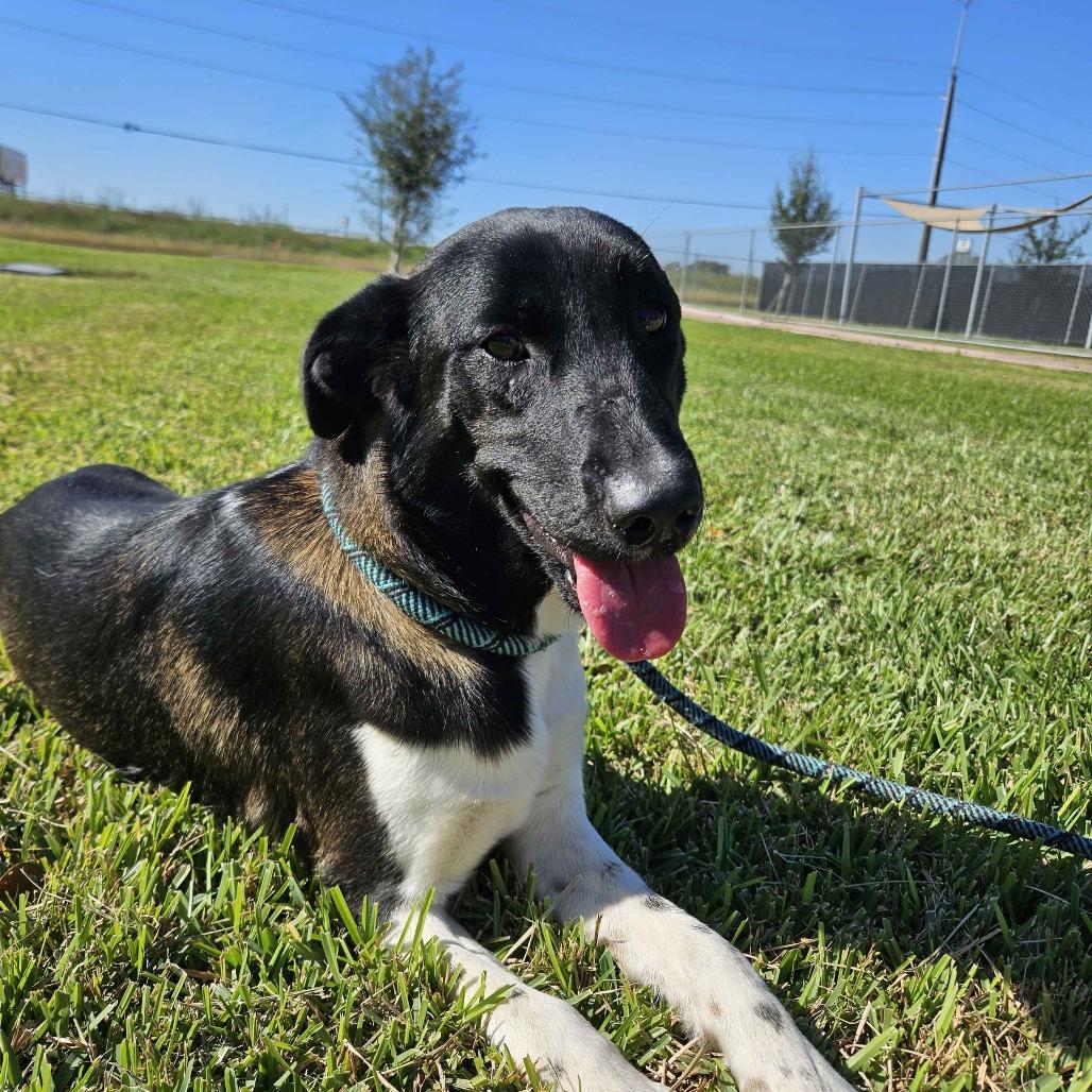 Sonya, Adoptable, Adult Female Bluetick Coonhound.
