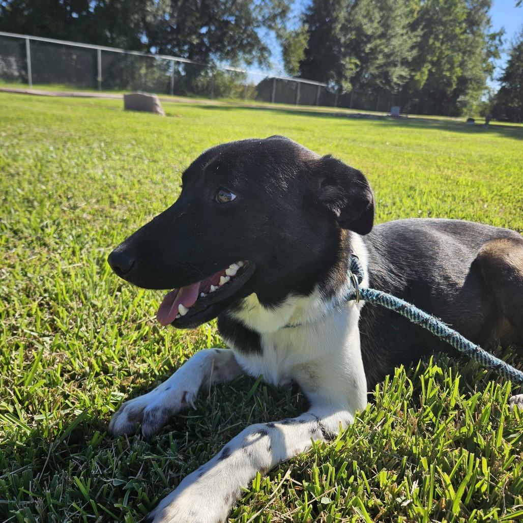 Enlarge Sonya, a Adoptable Bluetick Coonhound in Beaumont, TX image 2/6