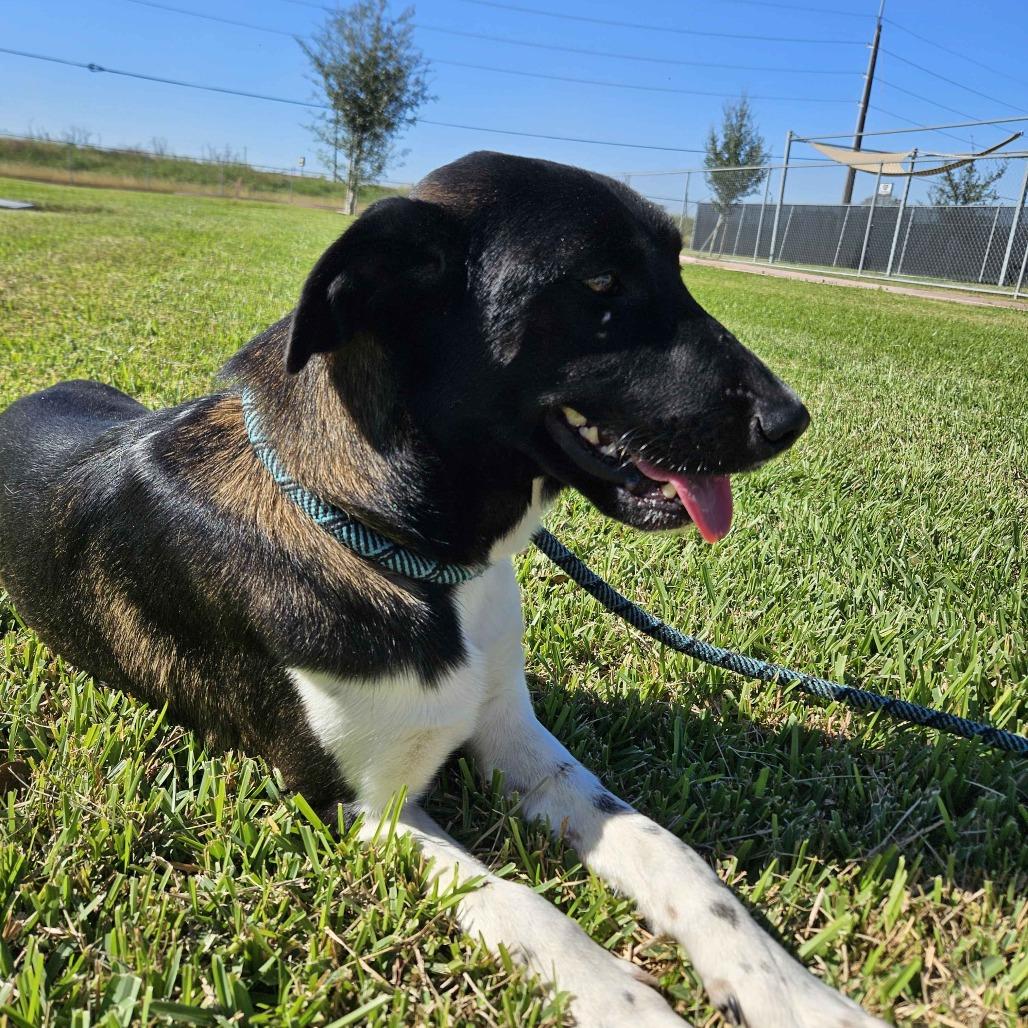Enlarge Sonya, a Adoptable Bluetick Coonhound in Beaumont, TX image 4/6