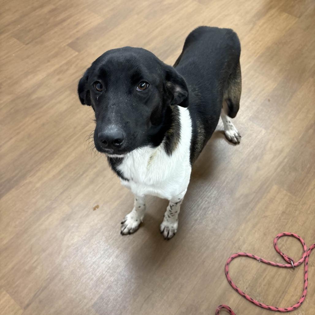 Enlarge Sonya, a Adoptable Bluetick Coonhound in Beaumont, TX image 5/6