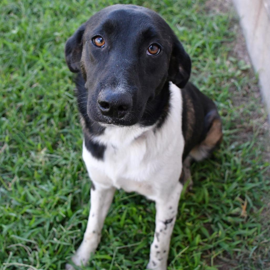 Sonya, a Adoptable Bluetick Coonhound in Beaumont, TX image 4/6
