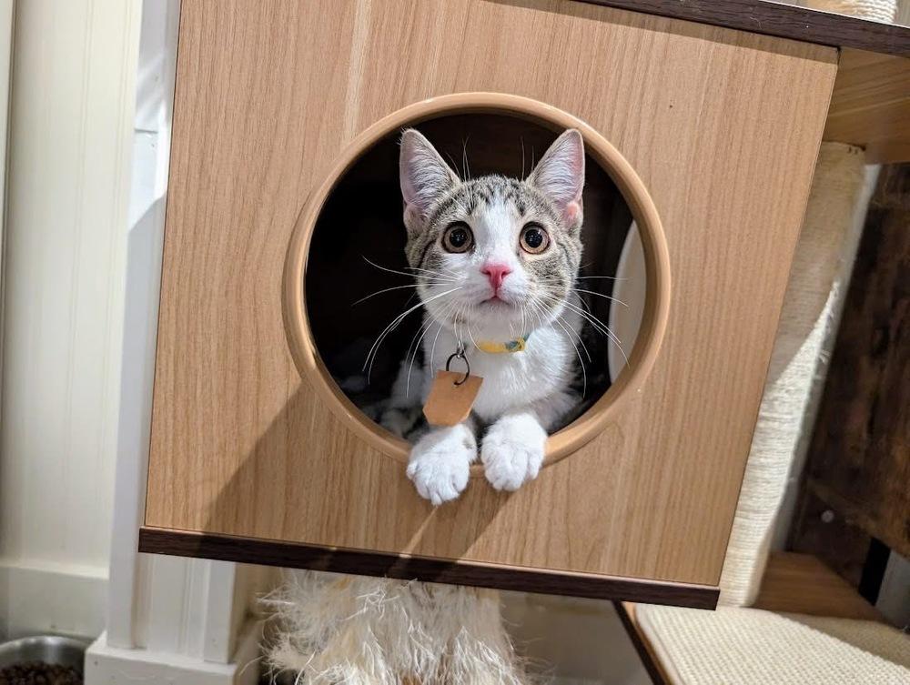 Quinn, Adoptable, Kitten Female Domestic Short Hair.