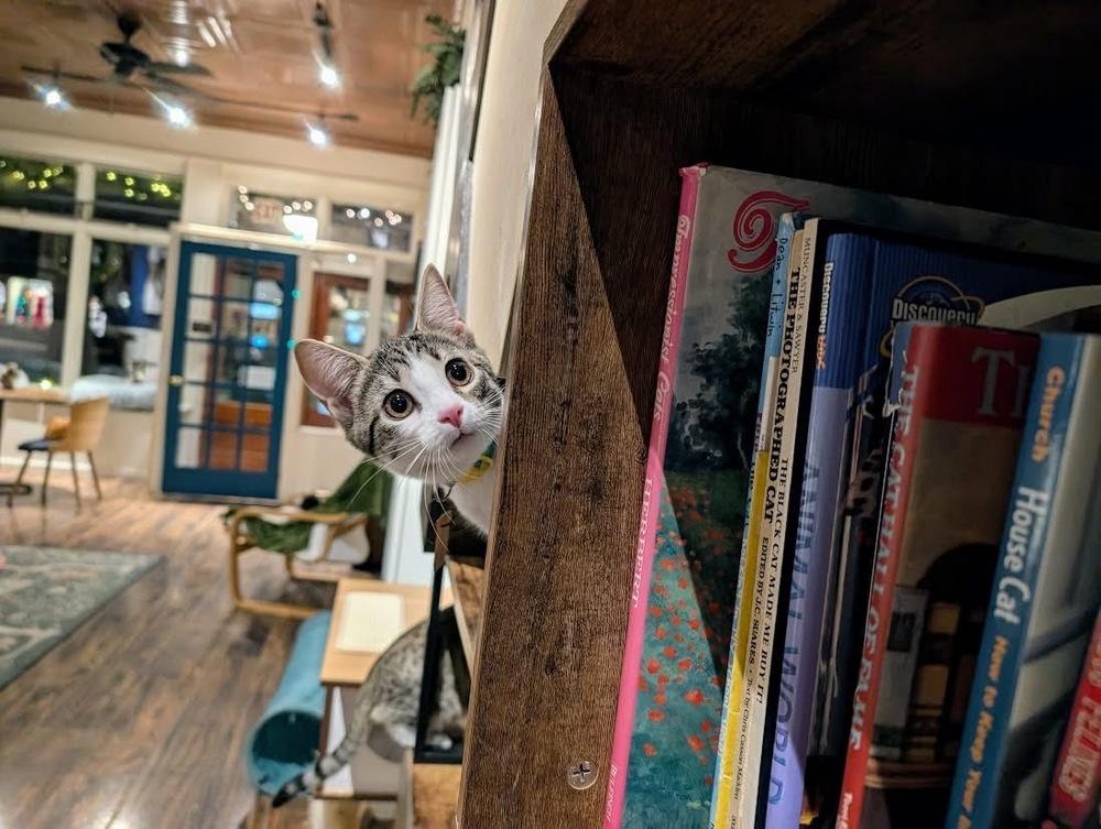 Enlarge Quinn, a Adoptable Domestic Short Hair in Lewisburg, PA image 2/4