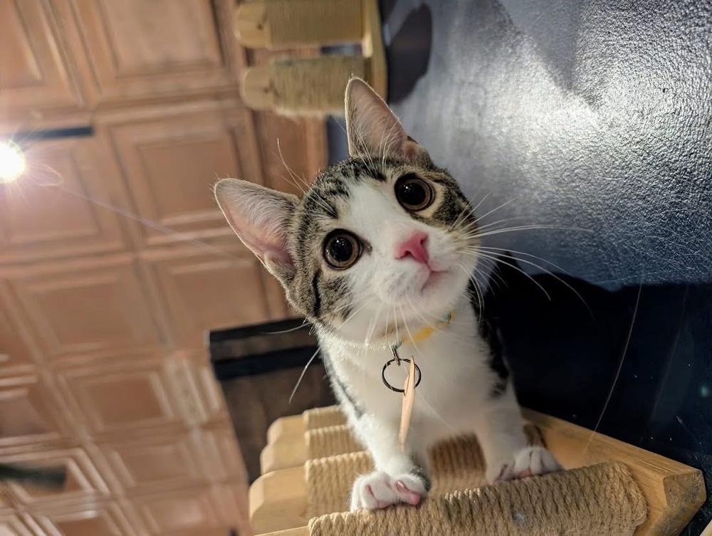 Enlarge Quinn, a Adoptable Domestic Short Hair in Lewisburg, PA image 3/4