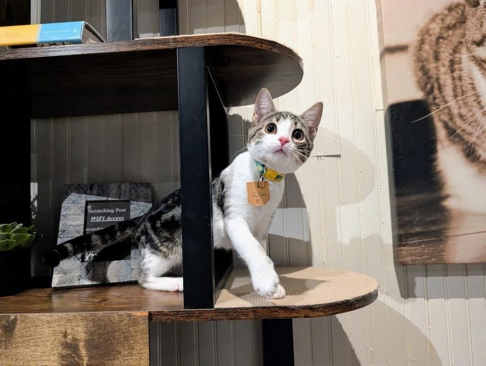 Enlarge Quinn, a Adoptable Domestic Short Hair in Lewisburg, PA image 4/4