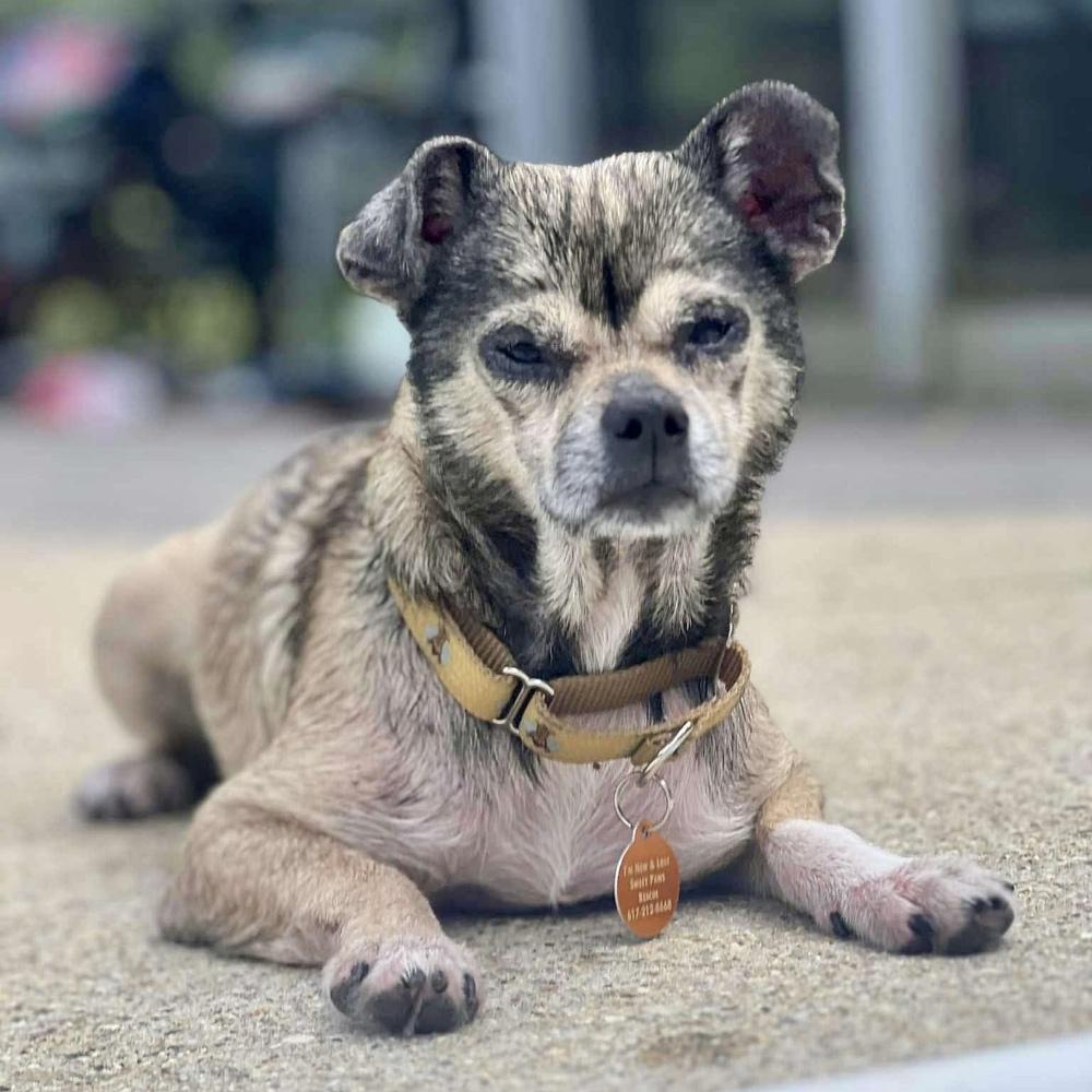 Skippy, Adoptable, Adult Male Chihuahua.