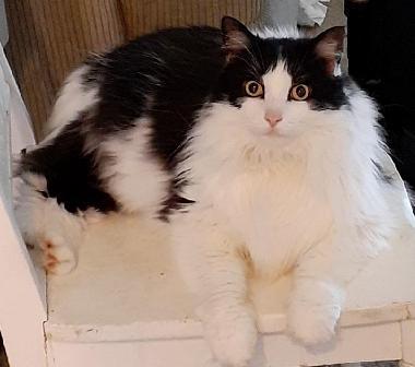 Enzo, Adopted, Adult Male Domestic Long Hair.
