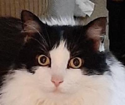 Enlarge Enzo, a Adopted Domestic Long Hair in Amelia, OH image 2/3