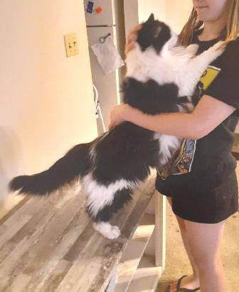 Enlarge Enzo, a Adopted Domestic Long Hair in Amelia, OH image 3/3