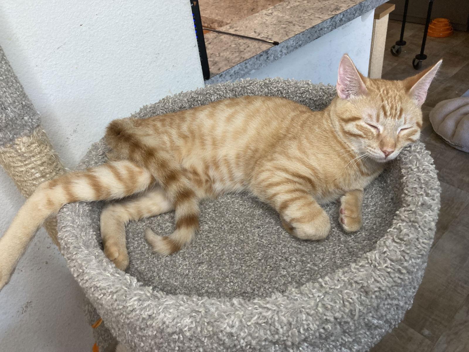 Enlarge Ethan, a Adoptable mixed breed in San Diego, CA image 1/3