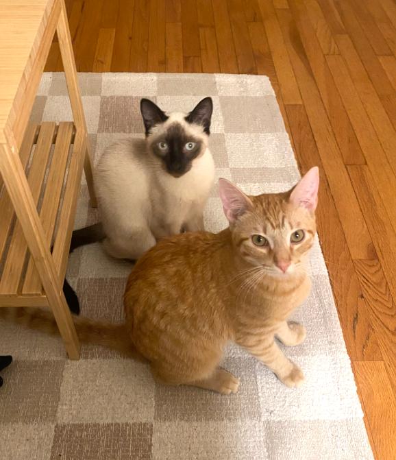 Ethan, Adoptable, Young Male Domestic Short Hair & Tabby.