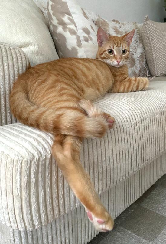 Enlarge Ethan, a Adoptable mixed breed in San Diego, CA image 3/3