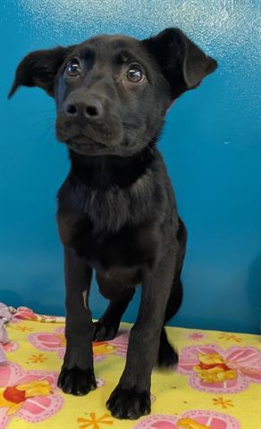 SYMONE, Adoptable, Puppy Female German Shepherd Dog.