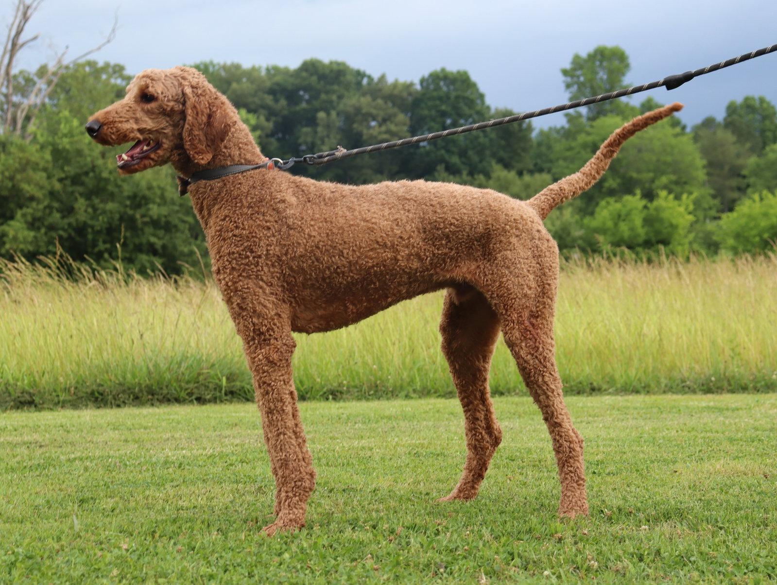 Standard Poodles for Adoption in Dresden, Tennessee | Petfinder