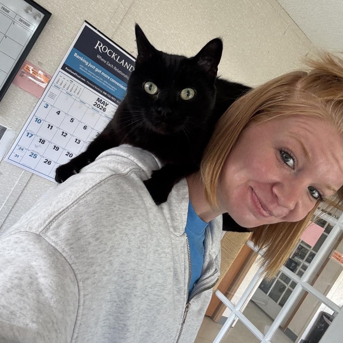 Baby, ADOPTABLE, Senior Female Domestic Short Hair.