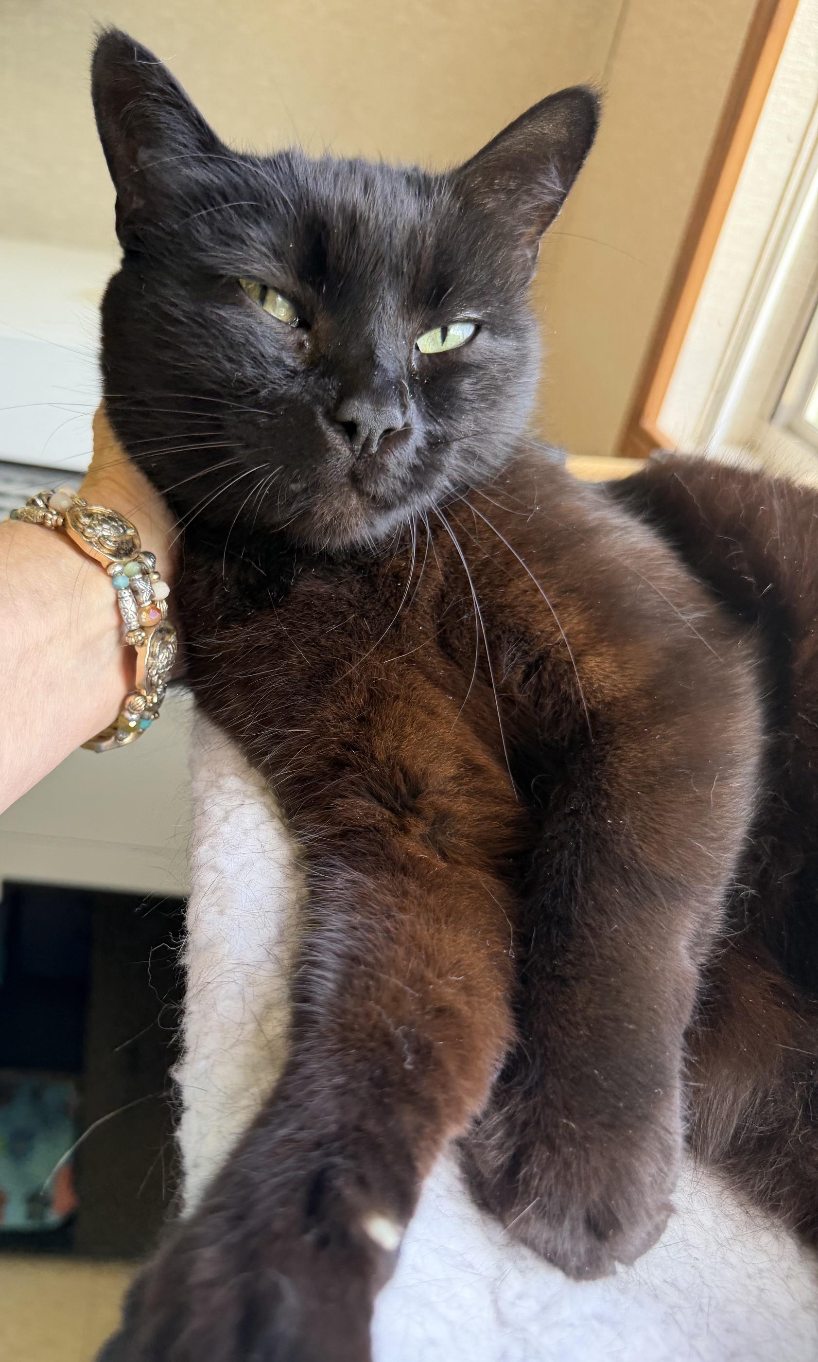 Baby, a ADOPTABLE mixed breed in Salem, NH image 2/5