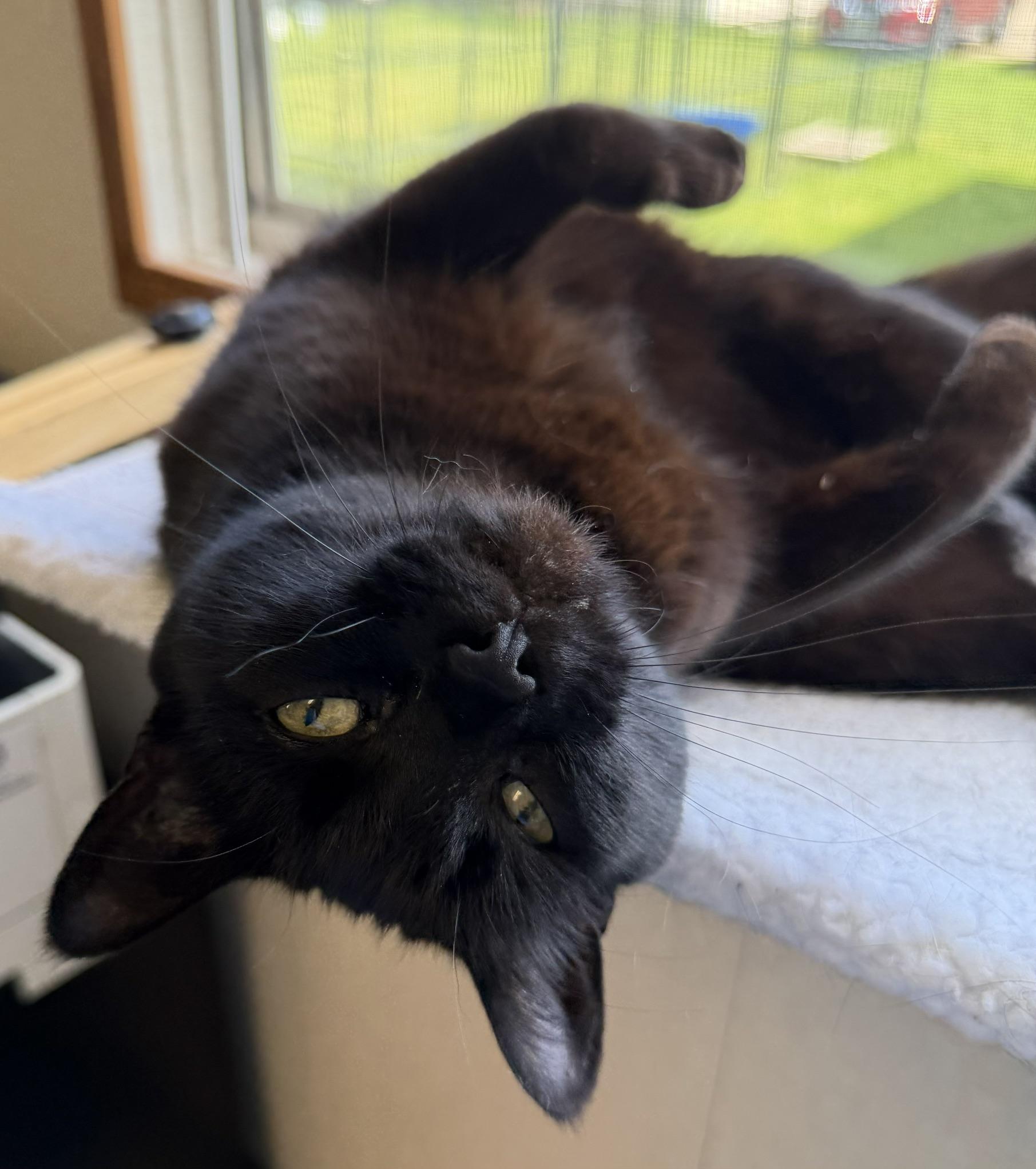 Baby, a ADOPTABLE mixed breed in Salem, NH image 5/5