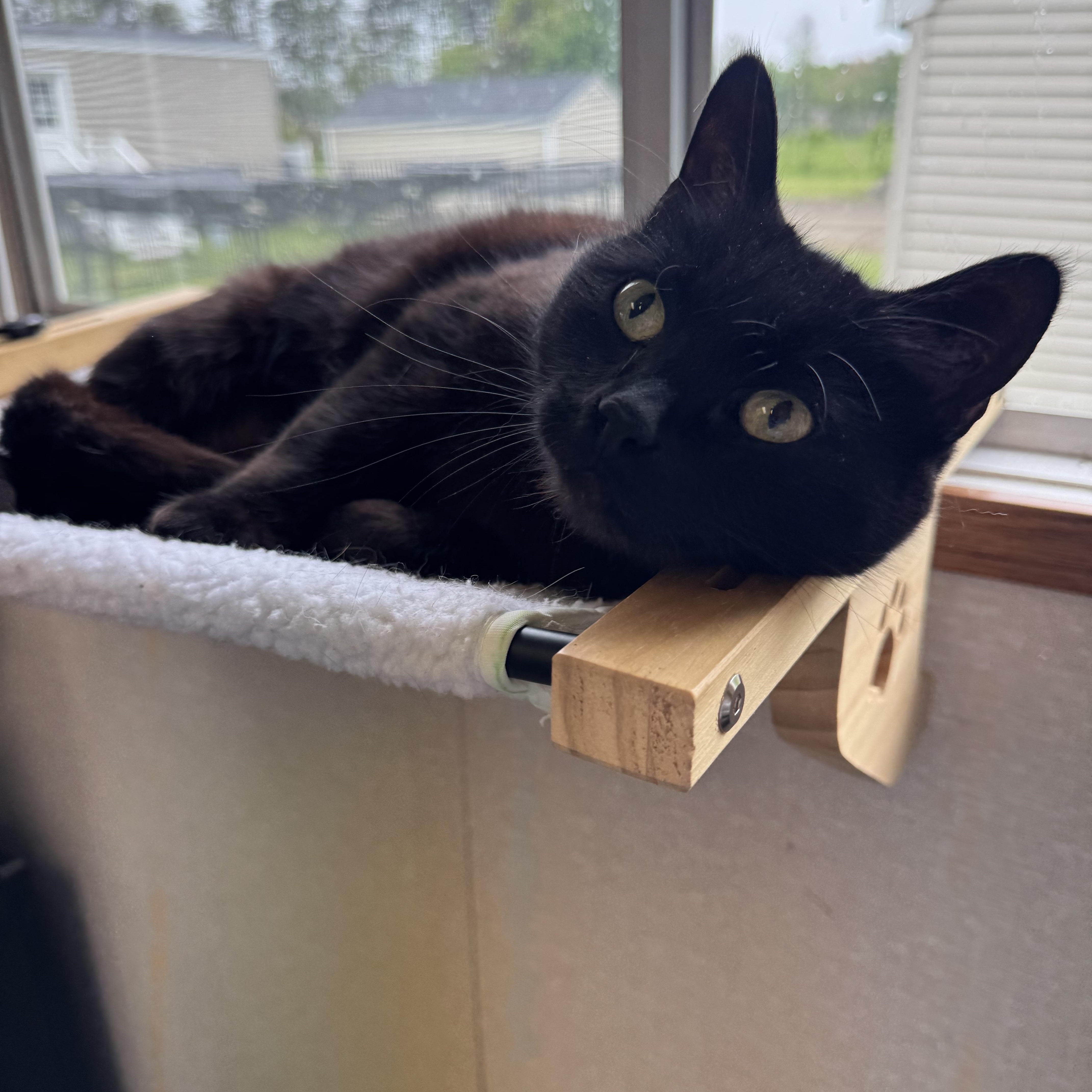 Baby, a ADOPTABLE mixed breed in Salem, NH image 4/5