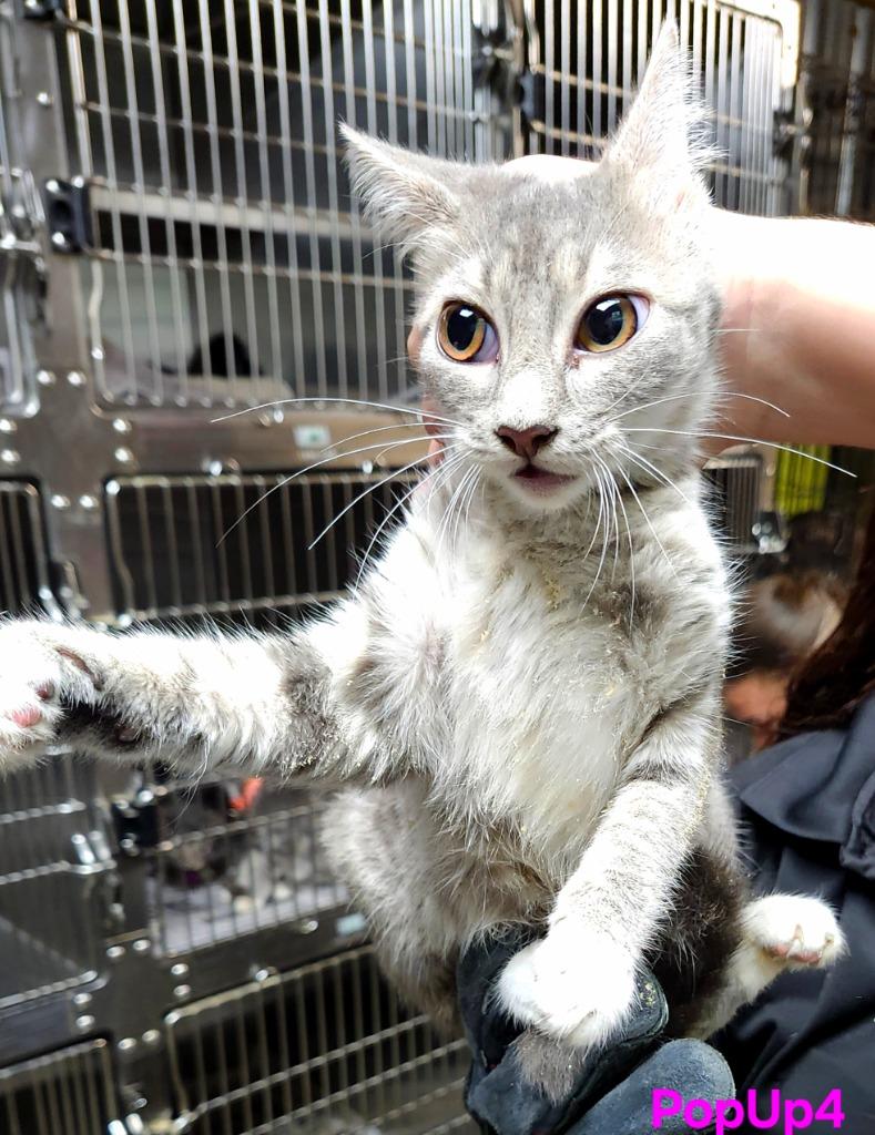Enlarge CAT 24- Karen, a Adopted mixed breed in Shelbyville, TN image 1/1