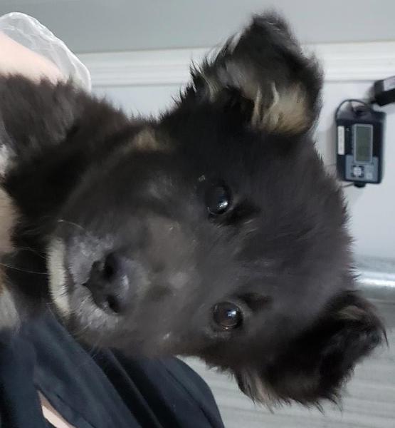 Enlarge Rosie, a Adoptable mixed breed in Maple Ridge, BC image 1/5