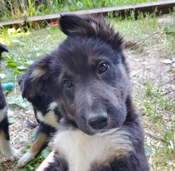 Enlarge Rosie, a Adoptable mixed breed in Maple Ridge, BC image 2/5