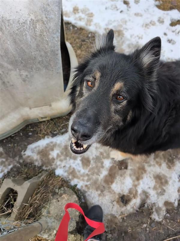 Enlarge Rosie, a Adoptable mixed breed in Maple Ridge, BC image 4/5