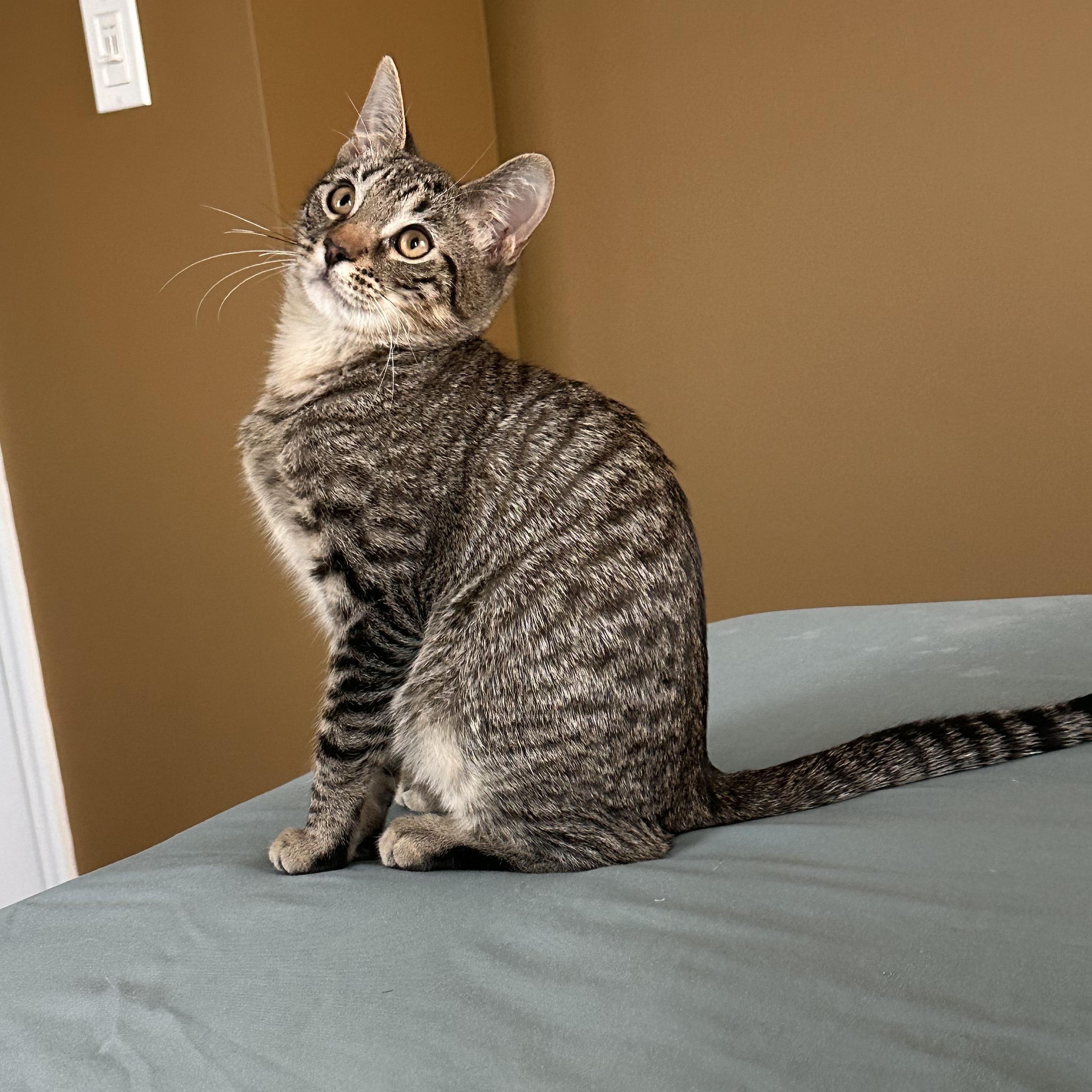 Gus, ADOPTABLE, Kitten Male Domestic Short Hair.