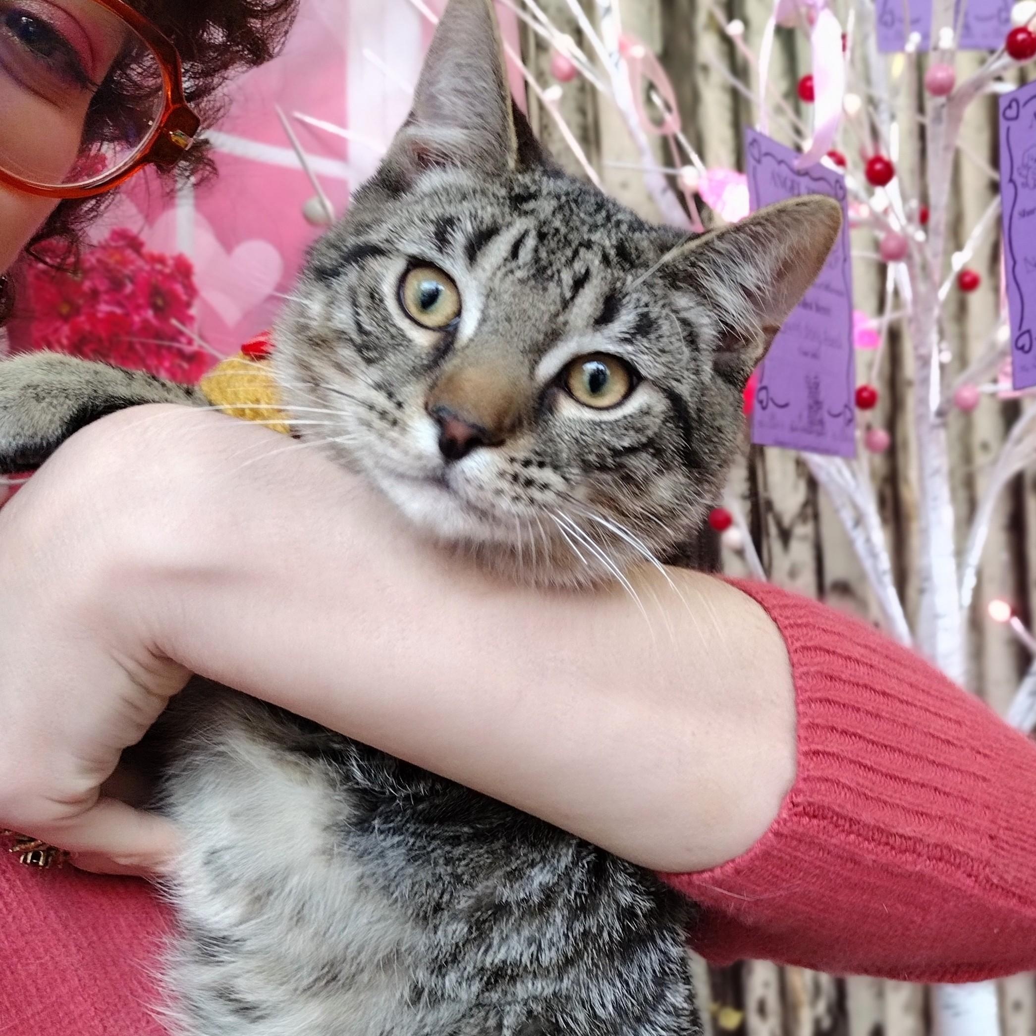 Enlarge Gus, a ADOPTABLE Domestic Short Hair in Brooklyn, NY image 4/5