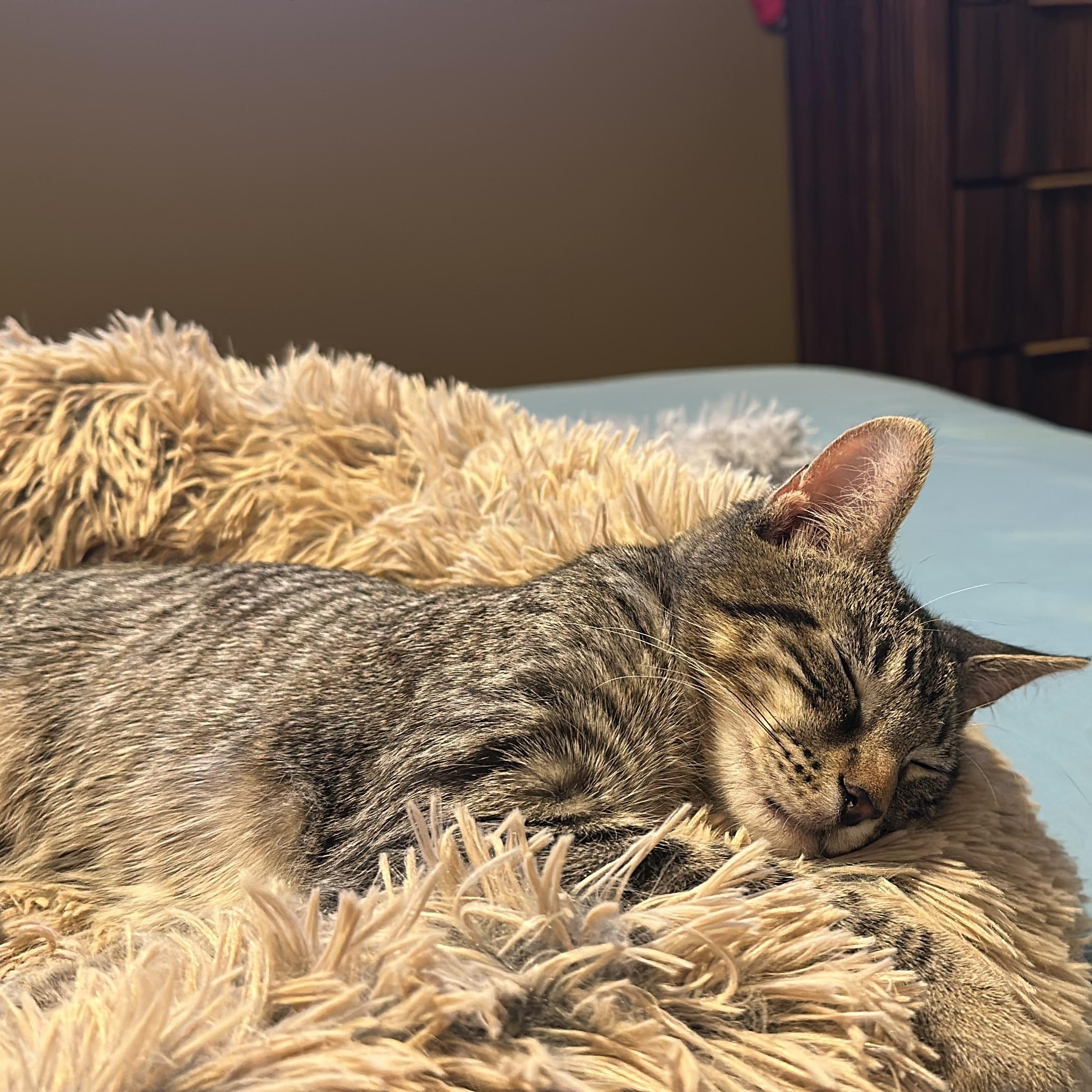 Enlarge Gus, a ADOPTABLE Domestic Short Hair in Brooklyn, NY image 3/5