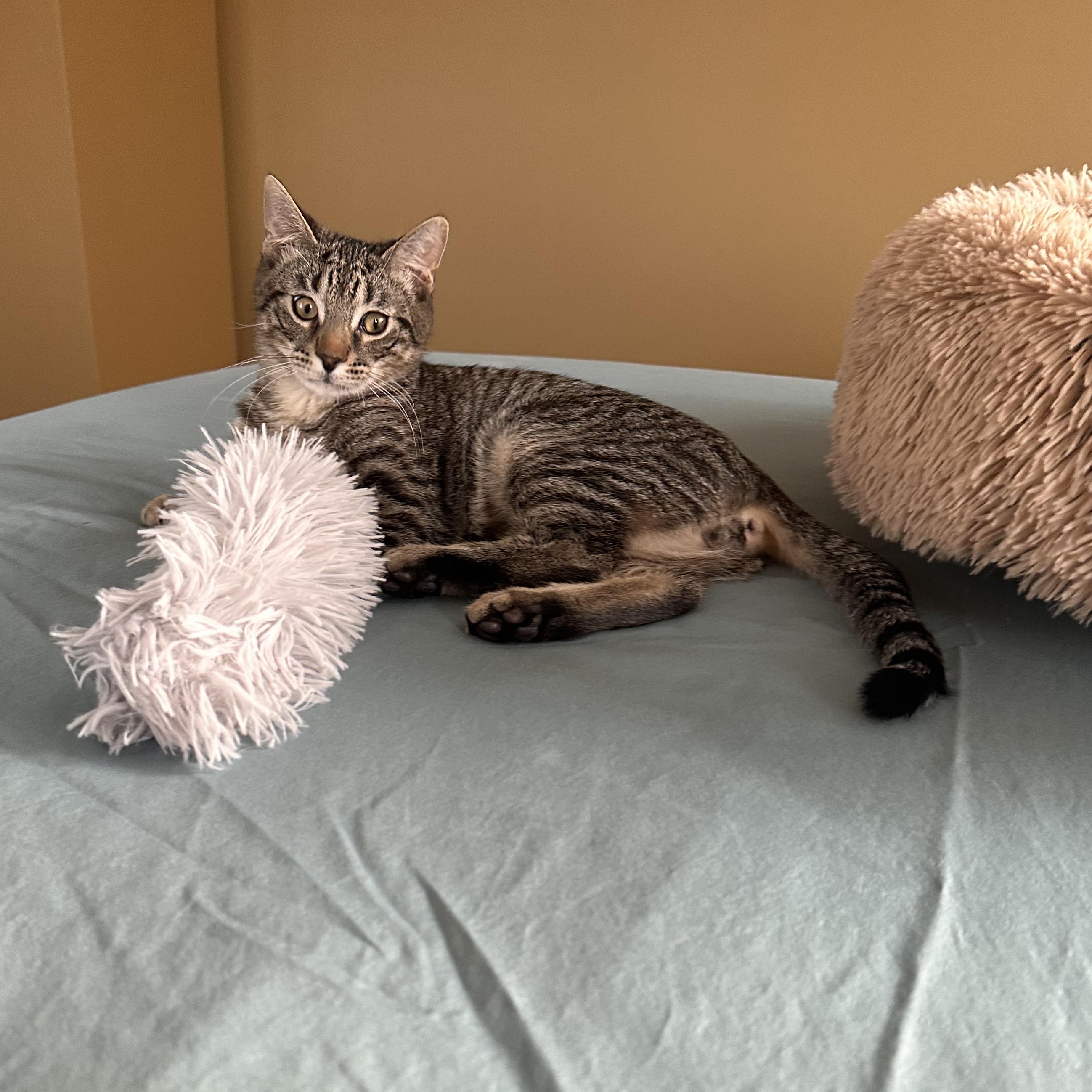 Enlarge Gus, a ADOPTABLE Domestic Short Hair in Brooklyn, NY image 2/5