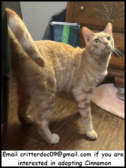 Enlarge Cinnamon, a Adoptable mixed breed in Oak Ridge, TN image 1/3