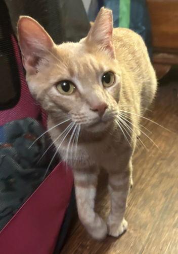 Enlarge Cinnamon, a Adoptable mixed breed in Oak Ridge, TN image 2/3