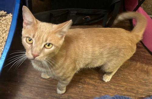 Enlarge Cinnamon, a Adoptable mixed breed in Oak Ridge, TN image 3/3