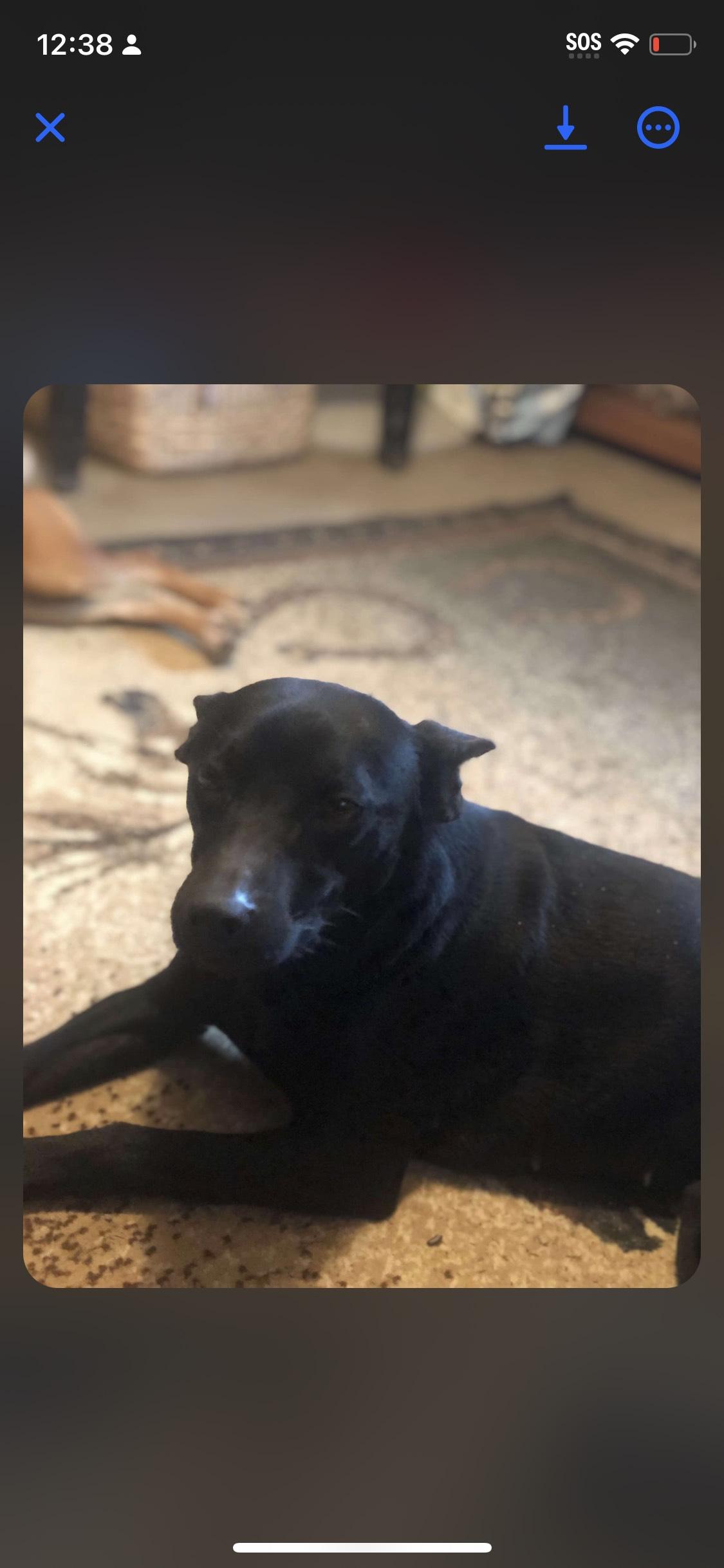 Joyful, Adoptable, Adult Female Miniature Pinscher & Jack Russell Terrier.