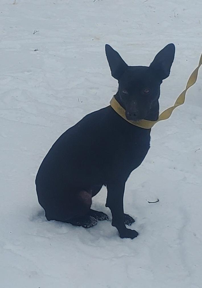 Joyful, a Adoptable mixed breed in Campton, KY image 1/2