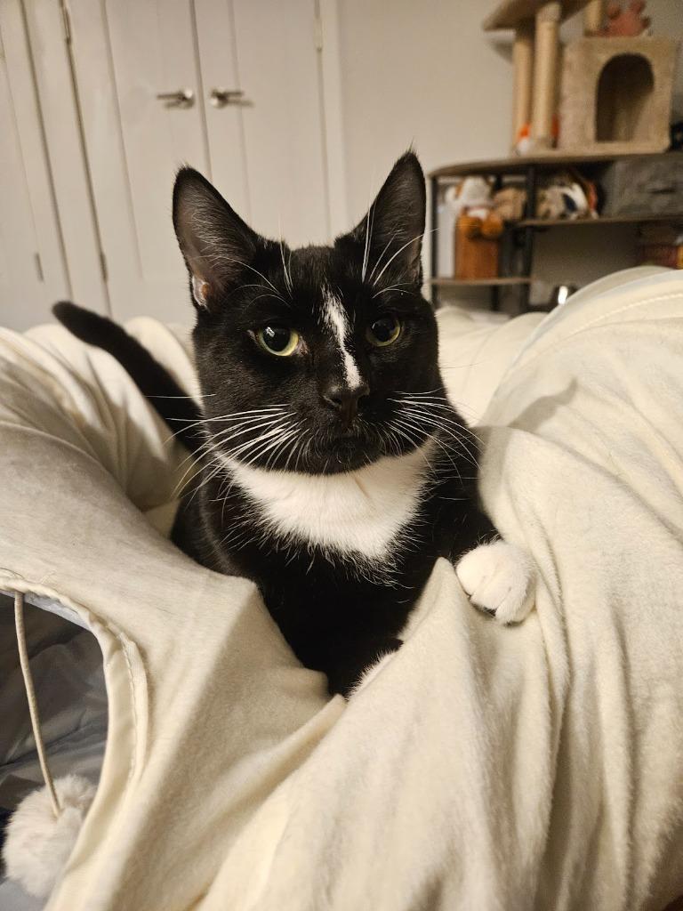 Trouble (meet me in foster care!), a Adoptable mixed breed in Brooklyn, NY image 2/5