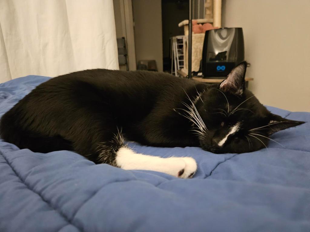 Trouble (meet me in foster care!), a Adoptable mixed breed in Brooklyn, NY image 3/5