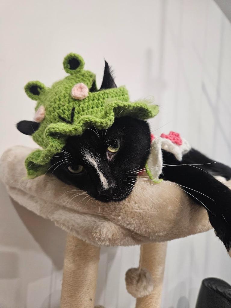 Trouble (meet me in foster care!), a Adoptable mixed breed in Brooklyn, NY image 4/5