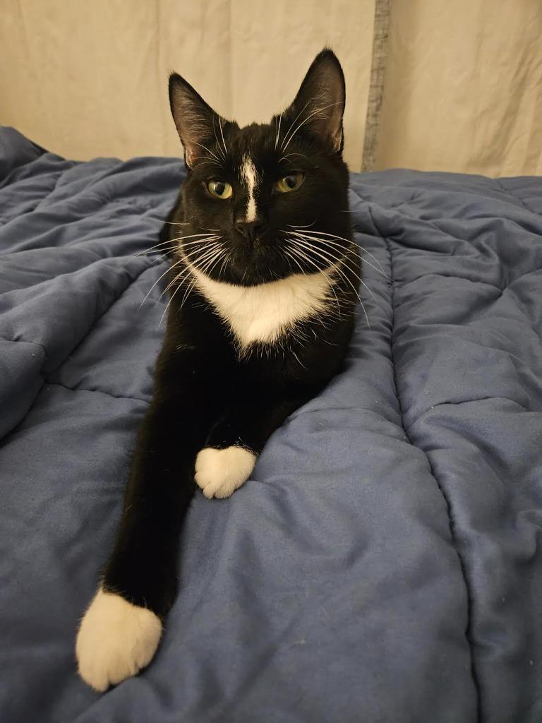 Trouble (meet me in foster care!), a Adoptable mixed breed in Brooklyn, NY image 5/5