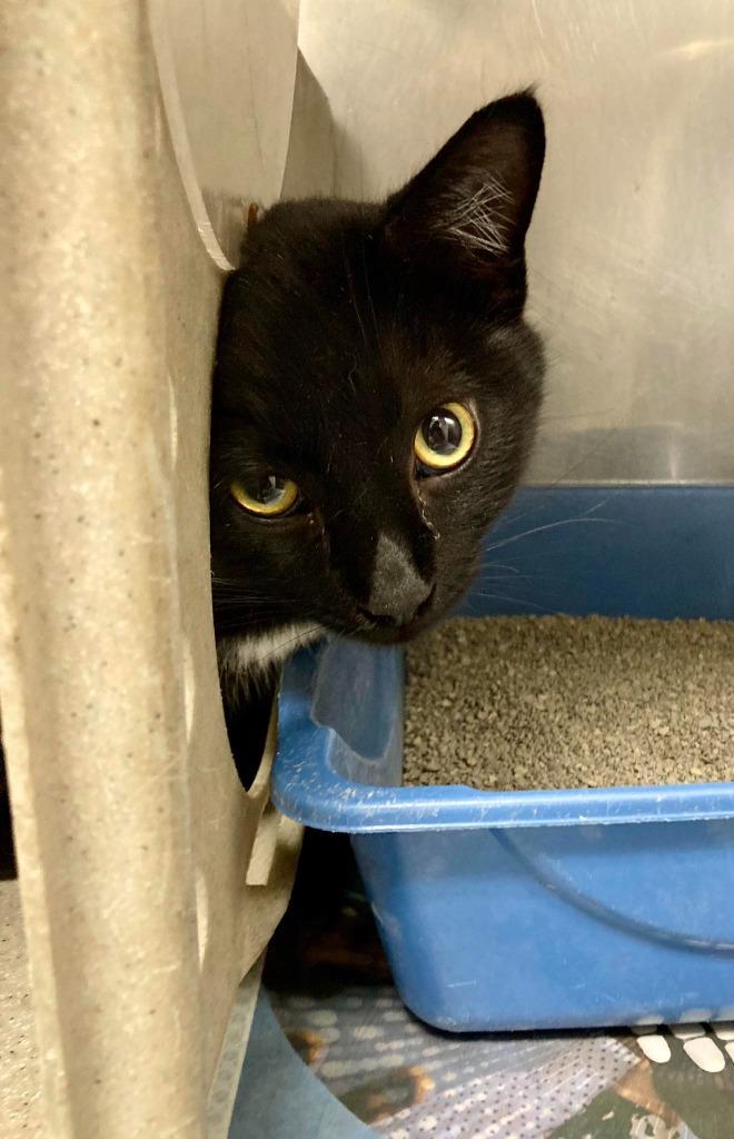 Enlarge Midnight / AC 27495 D, a Adoptable mixed breed in Greeneville, TN image 1/1