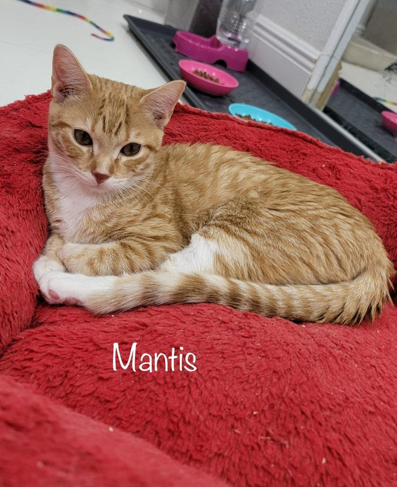 Enlarge Mantis, a Adoptable mixed breed in Orlando, FL image 1/6