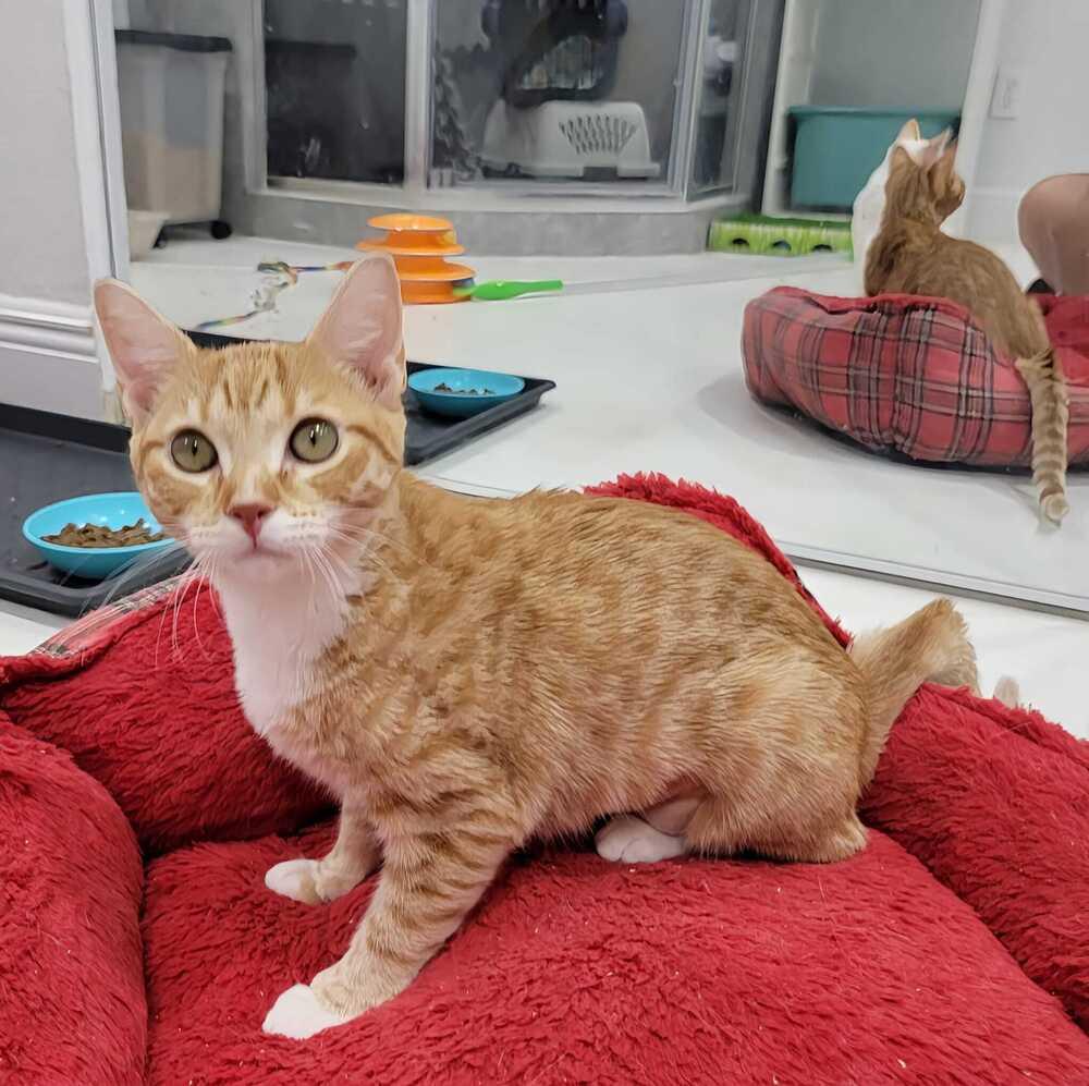 Enlarge Mantis, a Adoptable mixed breed in Orlando, FL image 2/6