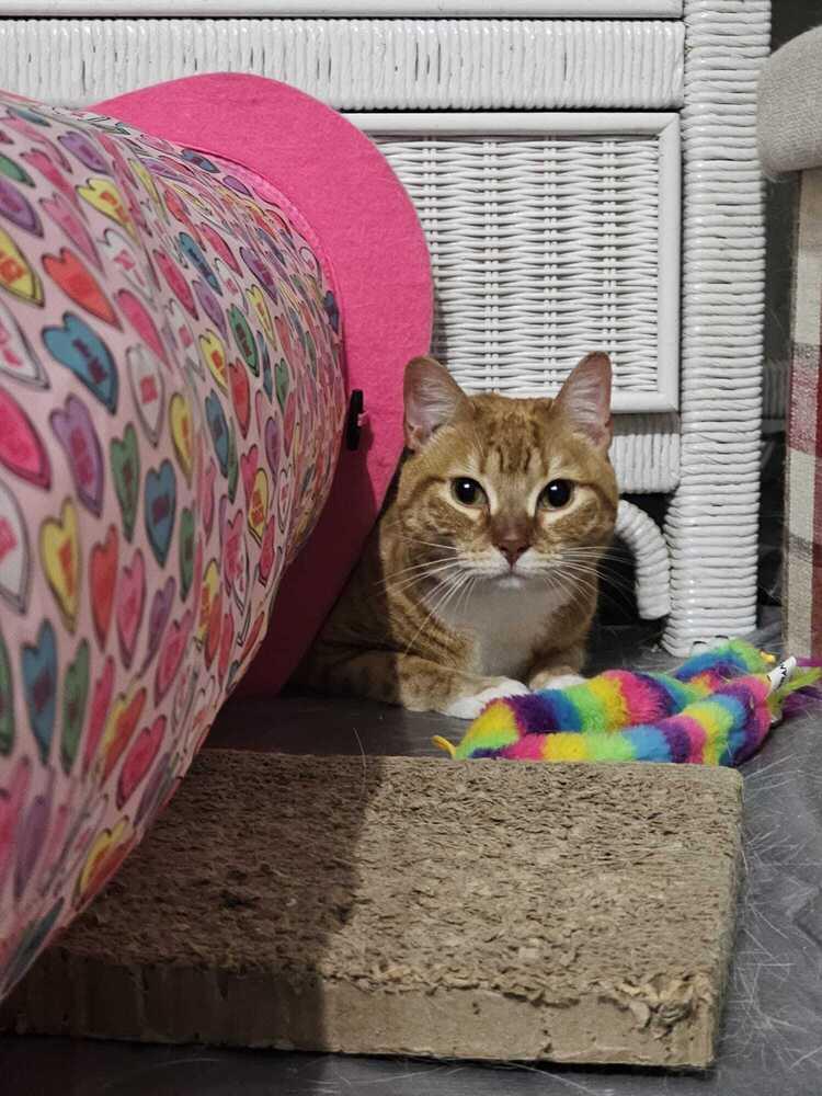 Mantis, Adoptable, Adult Female Domestic Short Hair.